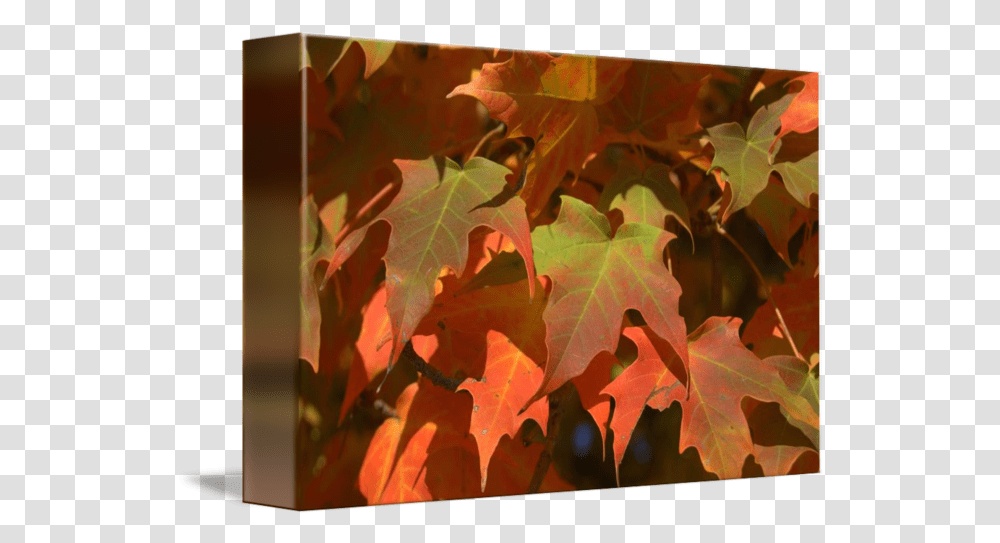 Fall Color By Masako Simmons Maple Leaf, Plant, Tree Transparent Png