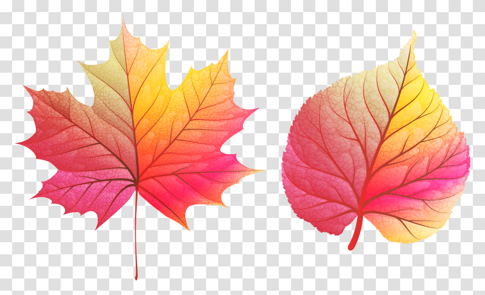 Fall Color Leaves Transparent Png