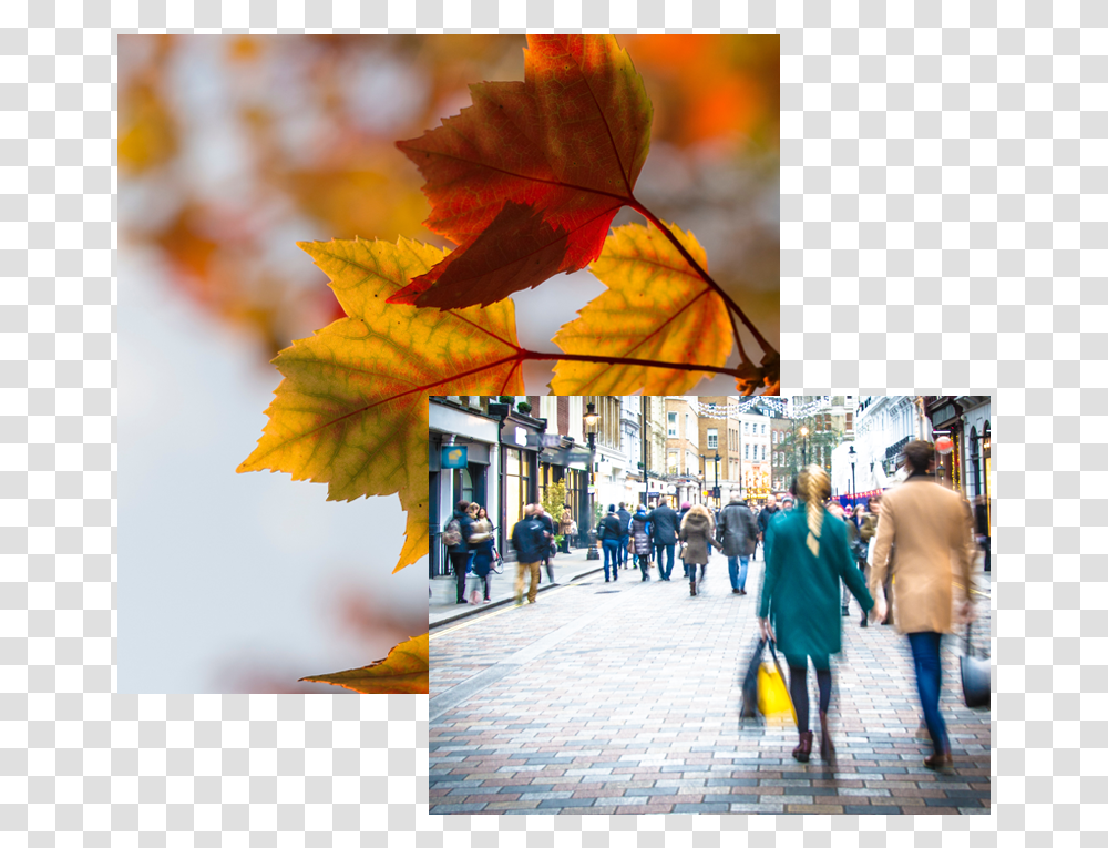 Fall Color Palette, Leaf, Plant, Person, Pedestrian Transparent Png