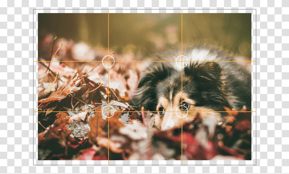 Fall Dogs, Leaf, Plant, Canine, Mammal Transparent Png