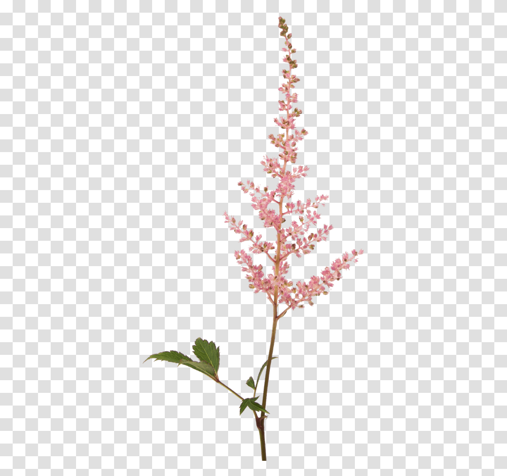Fall Flowers Astilbe Silhouette, Plant, Blossom Transparent Png