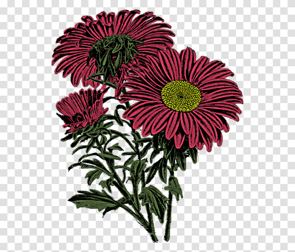 Fall Flowers Dover Royalty Free Flowers, Plant, Daisy, Daisies, Blossom Transparent Png