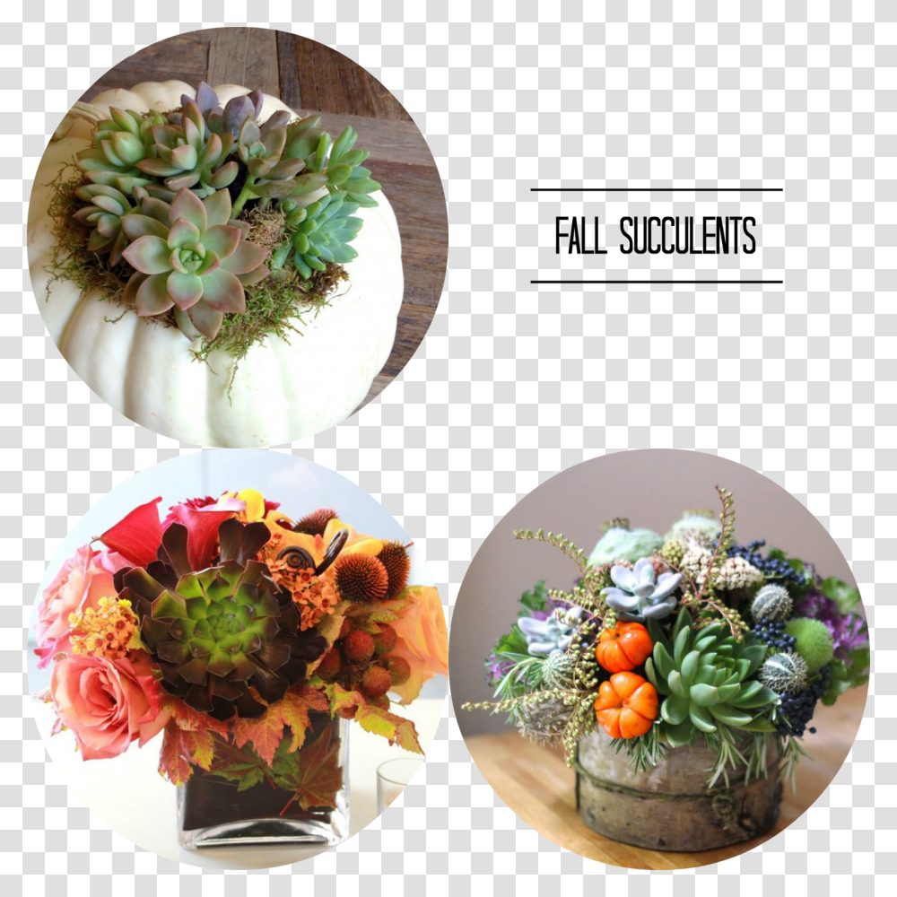 Fall Flowers, Meal, Food, Plant, Dish Transparent Png