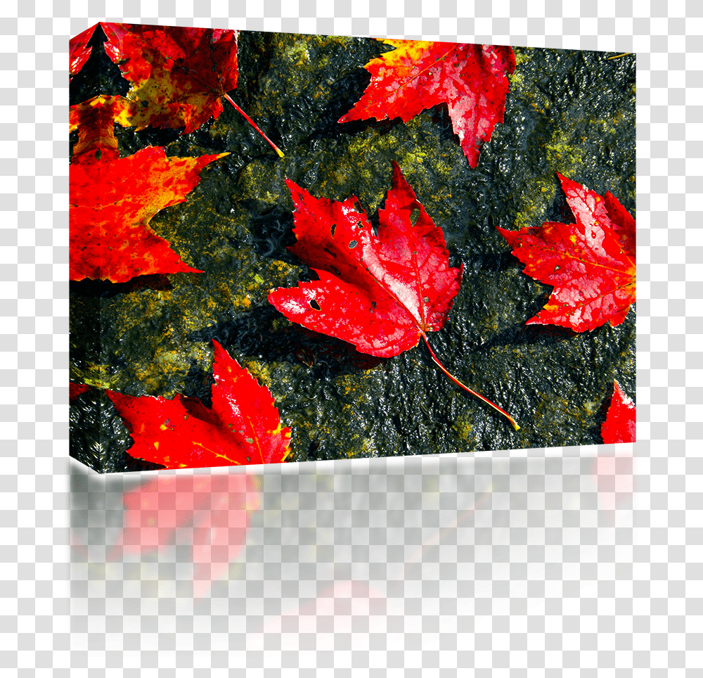 Fall Foliage Maple Leaf, Plant, Tree, Pottery Transparent Png
