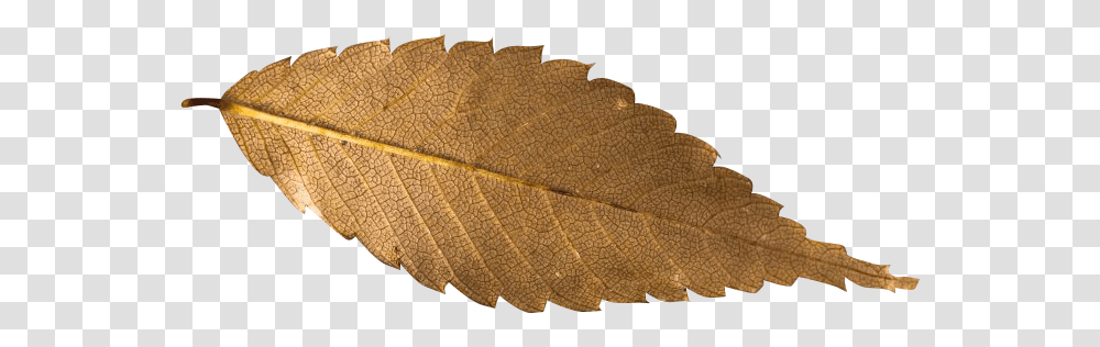 Fall Leaf Background Free, Plant, Veins, Rug Transparent Png