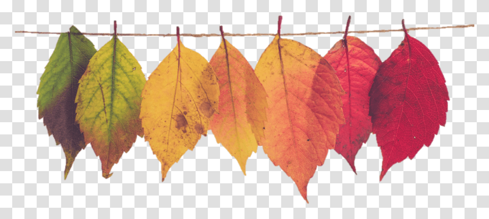 Fall Leaf Banner, Plant, Veins, Tree Transparent Png