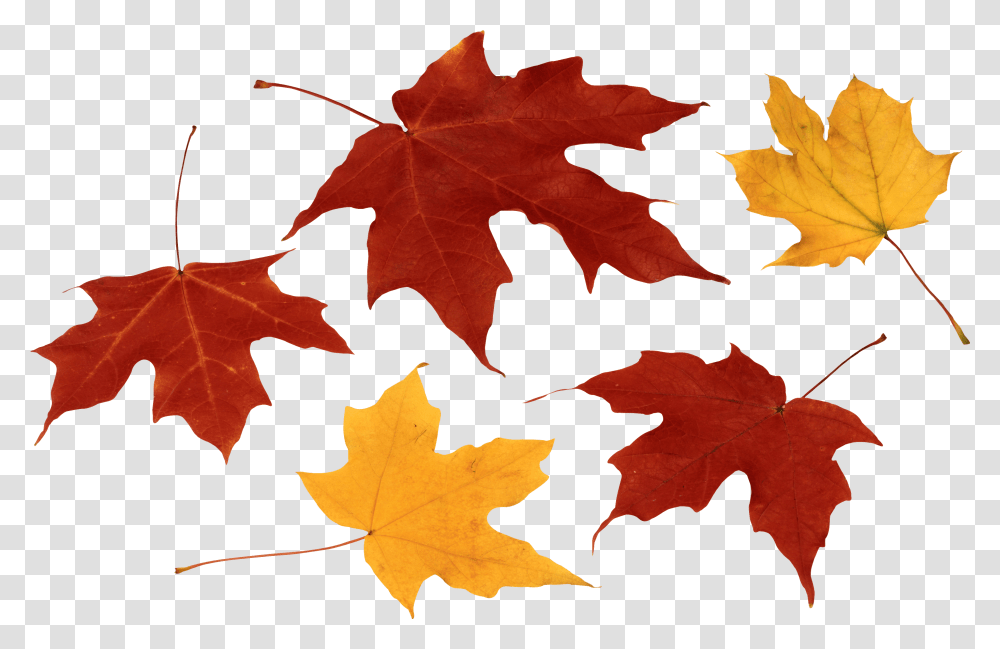 Fall Leaf Clip Art Black And White Image Free Download Transparent Png