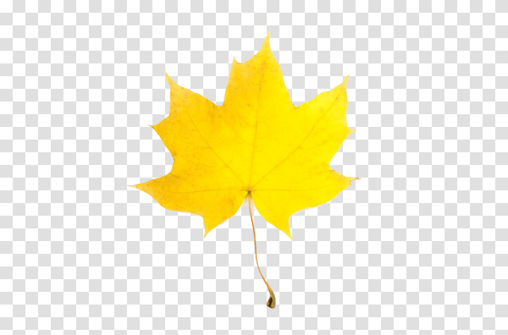 Fall Leaf Clip Art, Plant, Maple Leaf, Tree Transparent Png