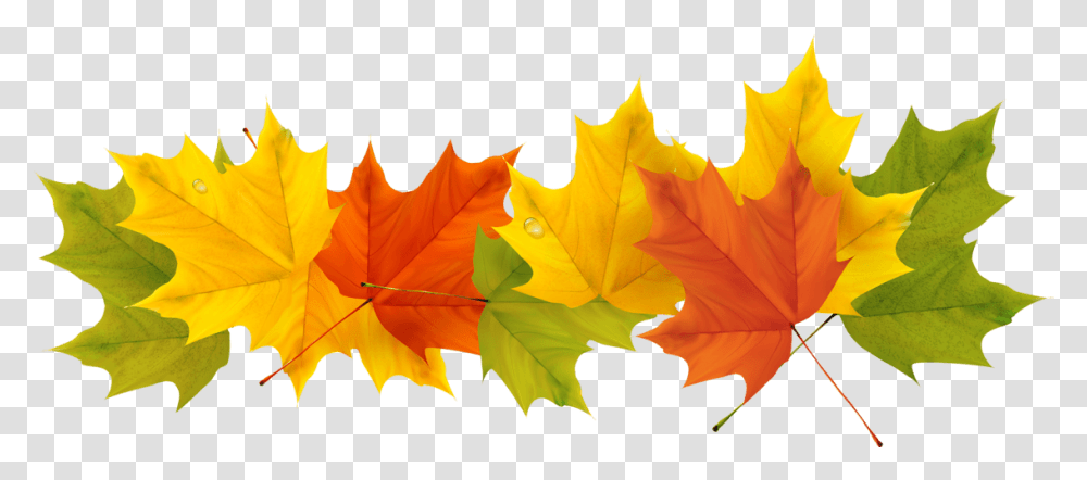 Fall Leaf Clipart No Background Background Fall Leaves, Plant, Tree, Maple, Maple Leaf Transparent Png