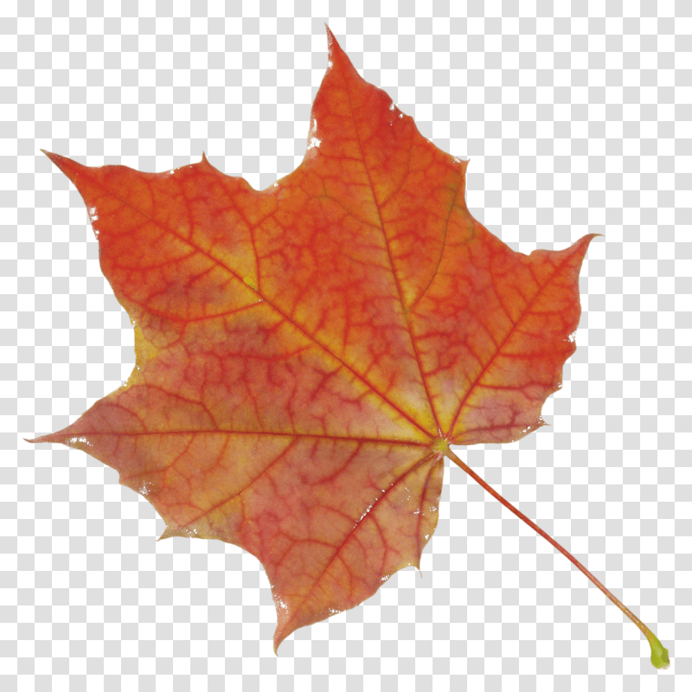 Fall Leaf Hd Leaves Transparent Png