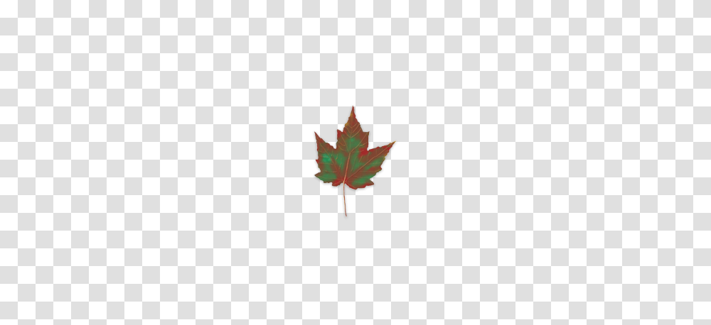Fall Leaf Identifier Leaves And Fall Foliage Of New York, Plant, Maple Leaf, Tree Transparent Png