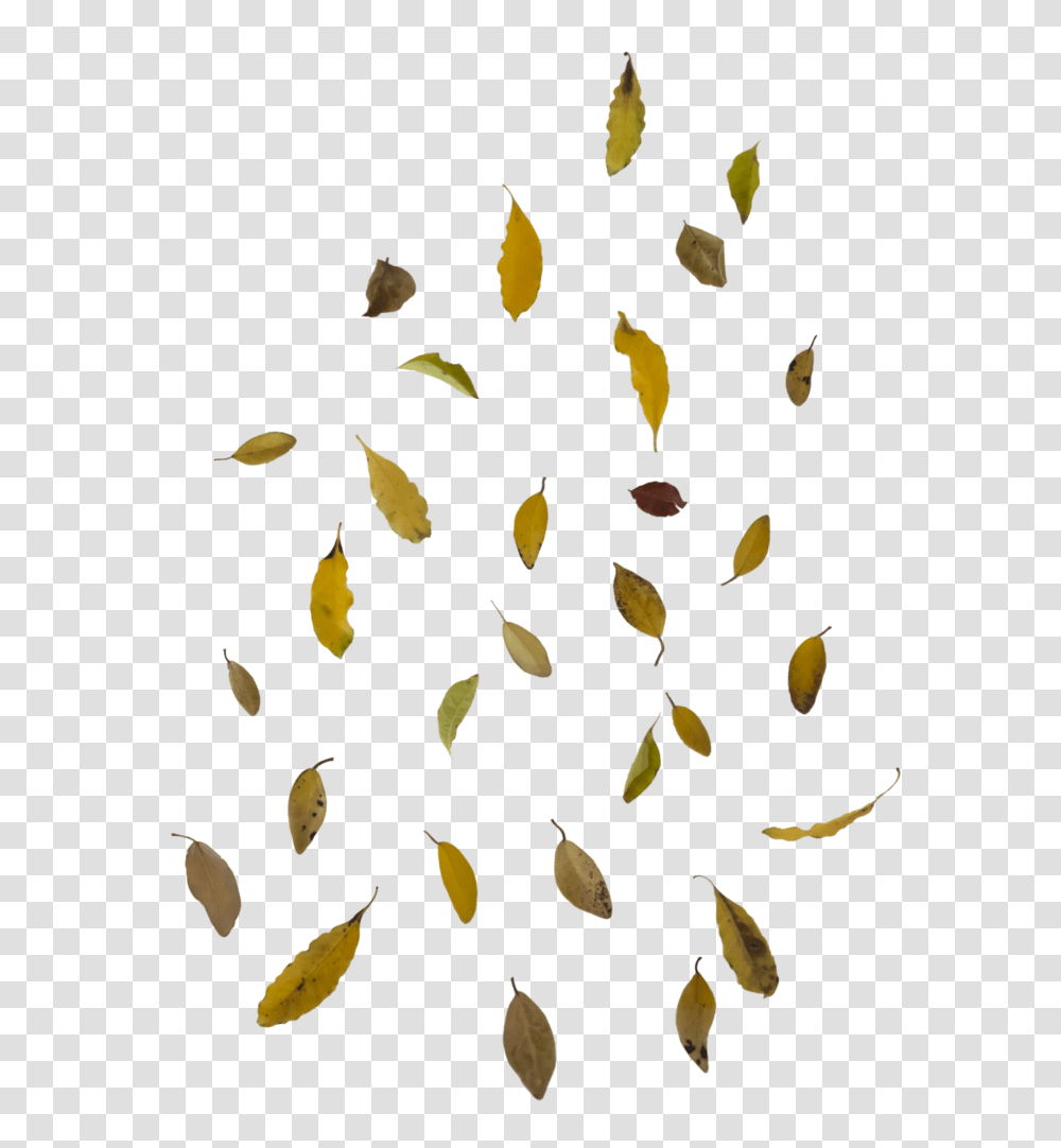 Fall Leaf In Imposing Free Download On Mbtskoudsalg Fall Leaf, Plant, Produce, Food, Grain Transparent Png
