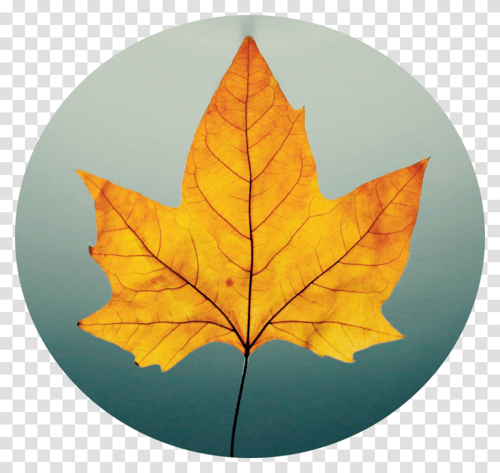 Fall Leaf, Plant, Tree, Maple Leaf Transparent Png