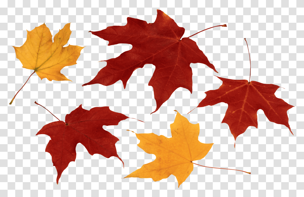 Fall Leaf, Plant, Tree, Maple, Maple Leaf Transparent Png