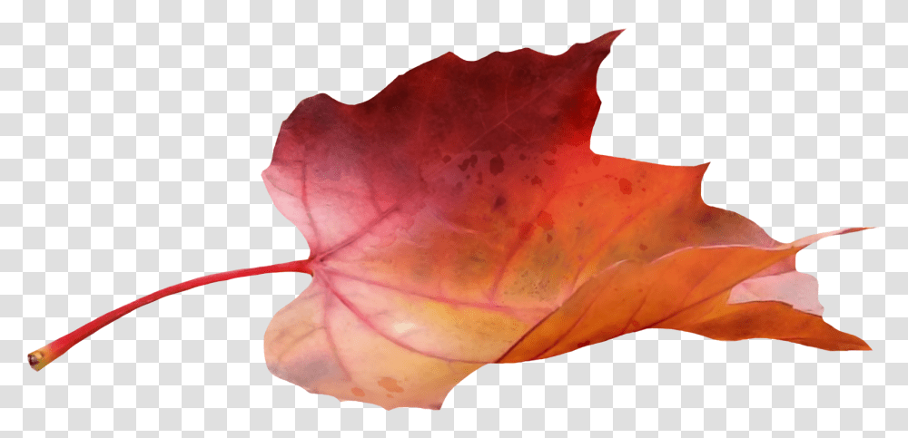 Fall Leaf Side View, Plant, Tree, Maple, Maple Leaf Transparent Png
