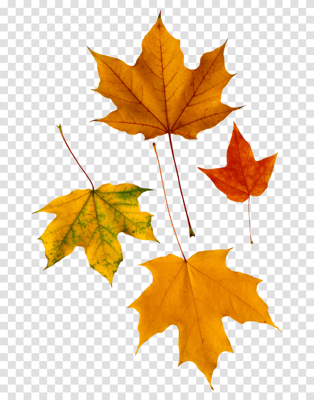 Fall Leaf Stickers, Plant, Tree, Maple, Maple Leaf Transparent Png