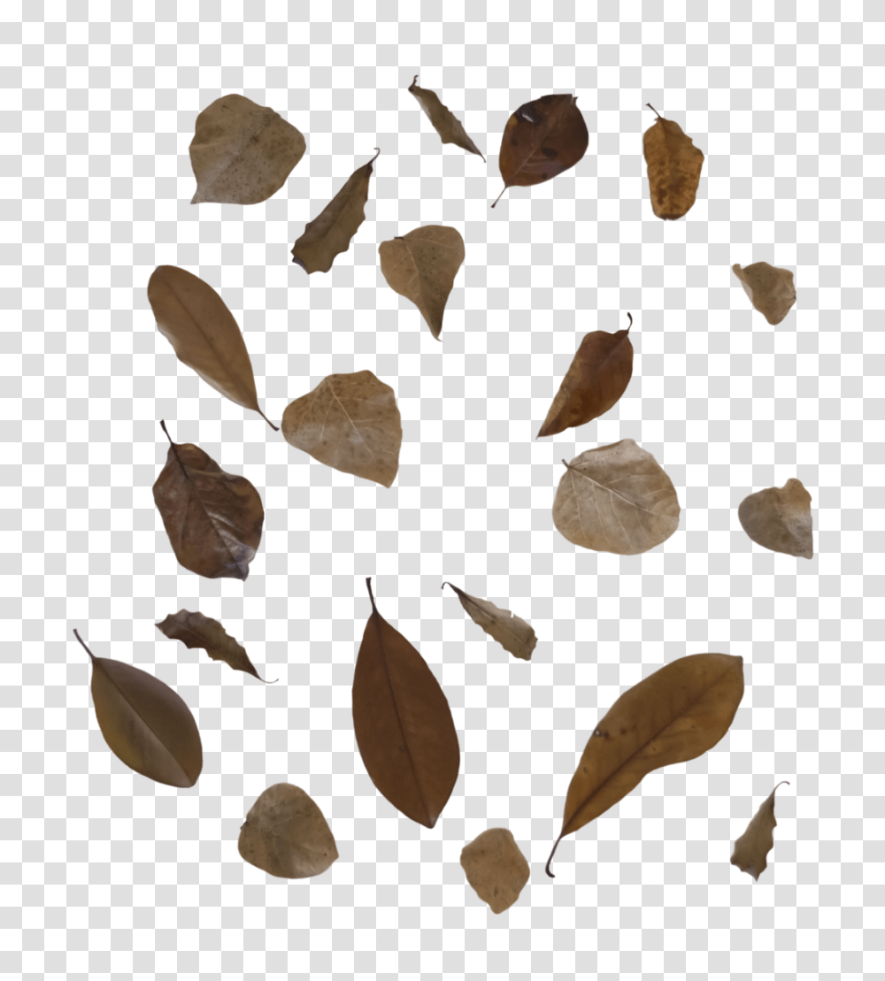Fall Leaves 3 Free To Use By Kibblywibbly D9anpwp Fall Brown Leaf, Plant, Grain, Produce, Vegetable Transparent Png