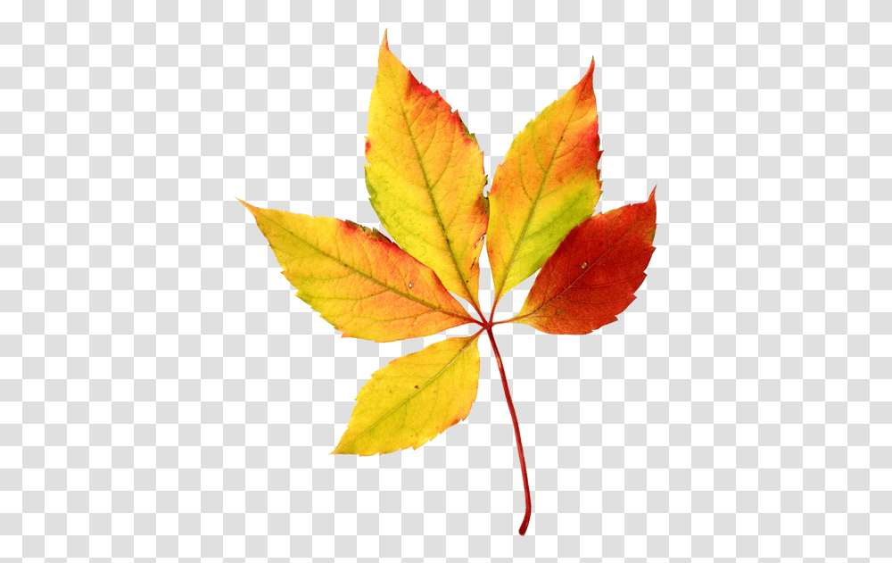 Fall Leaves Autumn Leaves Watercolor Sini Ezer Hojas Background Fall Leaves Clip Art, Leaf, Plant, Veins, Tree Transparent Png