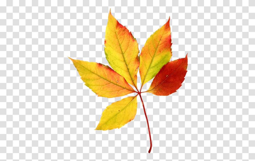 Fall Leaves Autumn Watercolor Sini Ezer Hojas Clip Autumn Season Leaves Clipart, Leaf, Plant, Veins, Tree Transparent Png