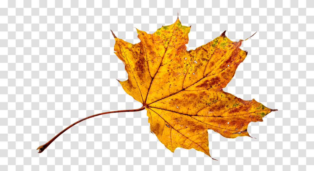Fall Leaves Background, Leaf, Plant, Tree, Maple Transparent Png