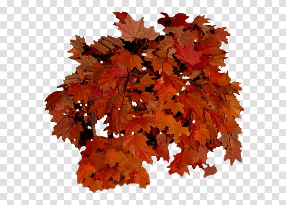Fall Leaves Background Real Autumn Leaves, Leaf, Plant, Tree, Maple Transparent Png