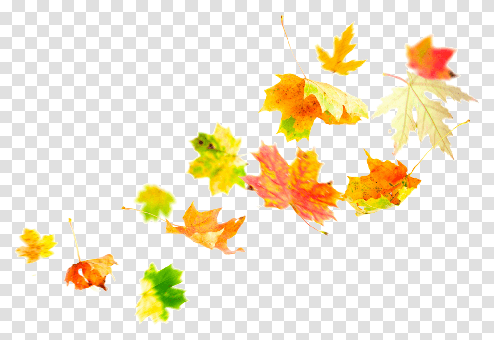 Fall Leaves Border Leaves In The Wind, Leaf, Plant, Tree, Maple Leaf Transparent Png