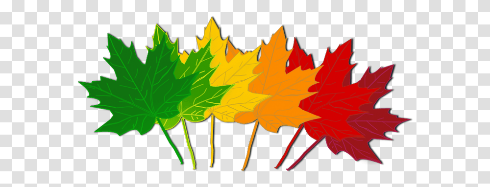 Fall Leaves Clip Art Beautiful Autumn Clipart 3 Image Leaves Change Color Clipart, Leaf, Plant, Tree, Maple Transparent Png