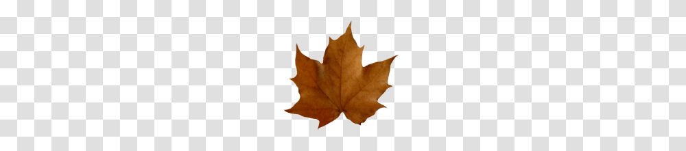 Fall Leaves Clip Art Beautiful Autumn Clipart, Leaf, Plant, Tree, Maple Leaf Transparent Png