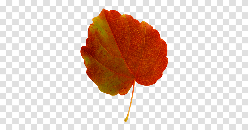 Fall Leaves Clip Art Beautiful Autumn Clipart & Graphics Autumn Leaf Green And Red, Plant, Veins, Tree, Maple Transparent Png