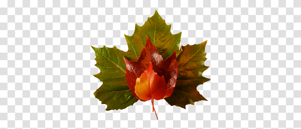 Fall Leaves Clip Art Beautiful Autumn Clipart & Graphics Fall Leaves Clip Art, Leaf, Plant, Tree, Maple Transparent Png