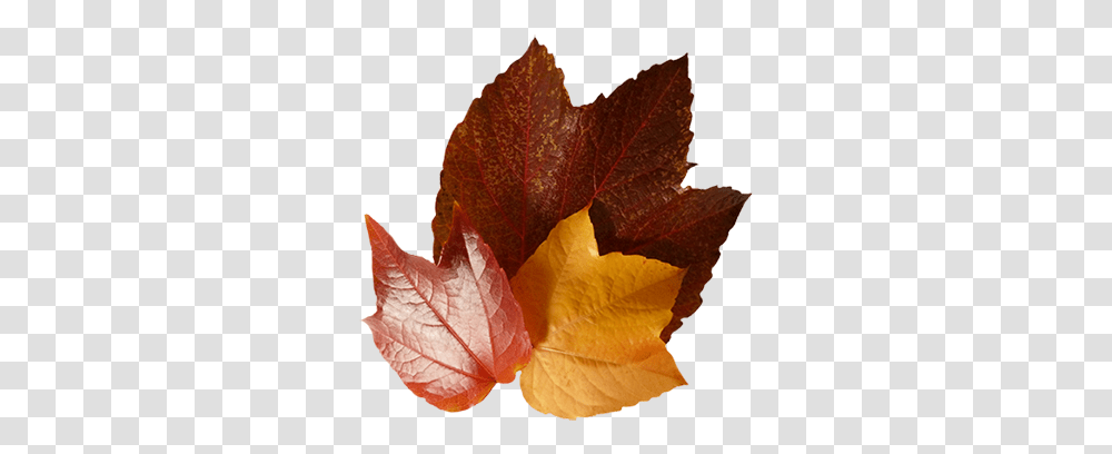 Fall Leaves Clip Art Beautiful Autumn Clipart & Graphics Maple Leaf, Plant, Tree, Veins Transparent Png