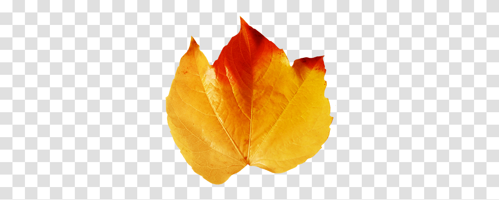 Fall Leaves Clip Art Beautiful Autumn Clipart & Graphics Real Fall Leaf Clipart, Plant, Maple Leaf, Tree, Person Transparent Png