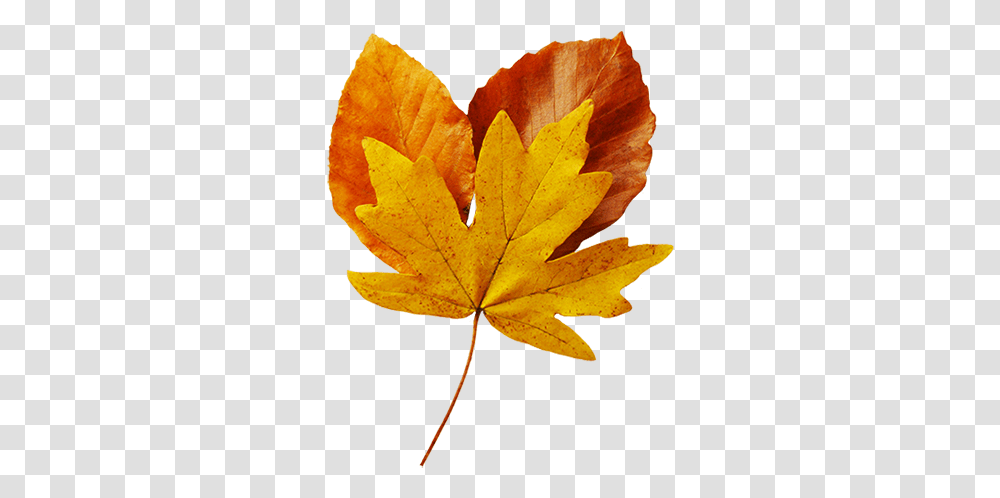 Fall Leaves Clip Art Beautiful Autumn Clipart & Graphics Realistic Autumn Leaves Background, Leaf, Plant, Tree, Maple Leaf Transparent Png