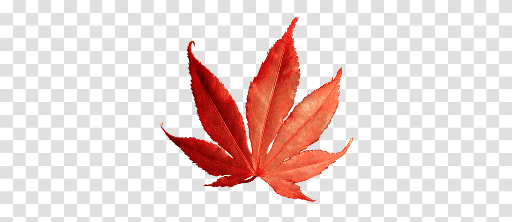 Fall Leaves Clip Art, Leaf, Plant, Tree, Maple Transparent Png