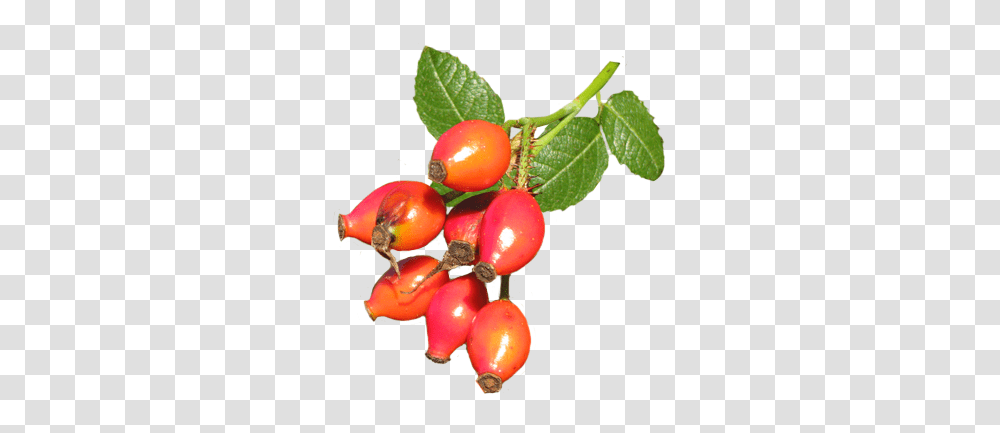 Fall Leaves Clip Art, Plant, Fruit, Food, Cherry Transparent Png