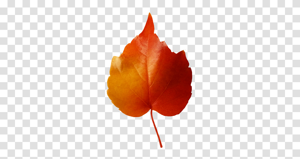 Fall Leaves Clip Art Small Red Yellow Leaf Clipart, Plant, Veins, Maple Leaf, Anemone Transparent Png