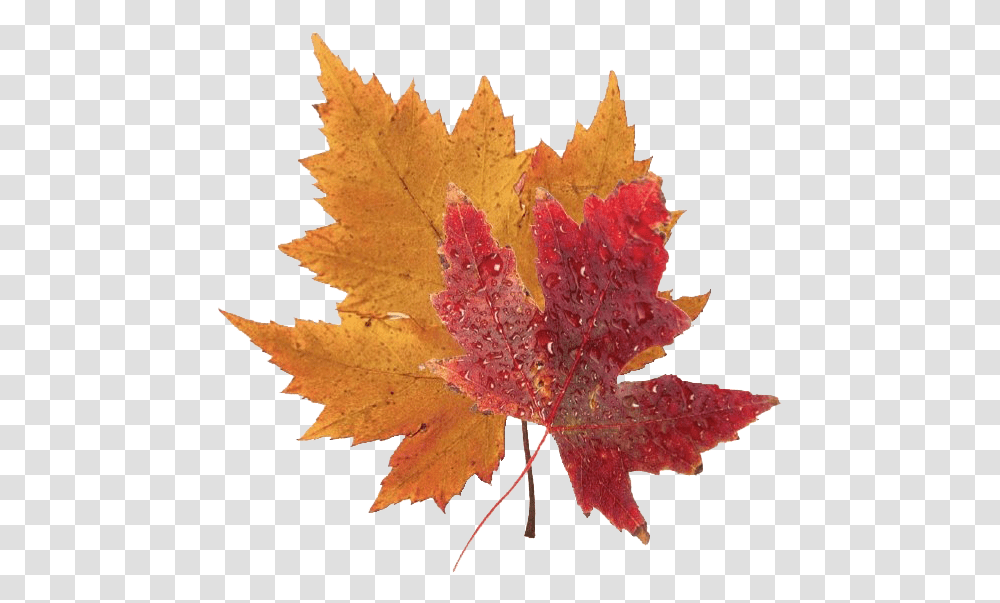 Fall Leaves Clipart Background Fall Leaves, Leaf, Plant, Tree, Maple Leaf Transparent Png