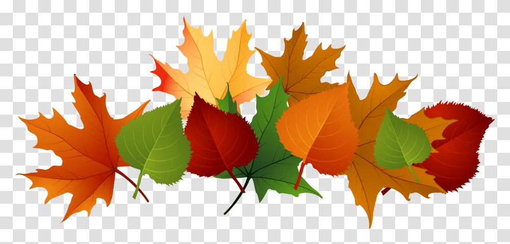 Fall Leaves Clipart Border, Leaf, Plant, Tree, Maple Leaf Transparent Png