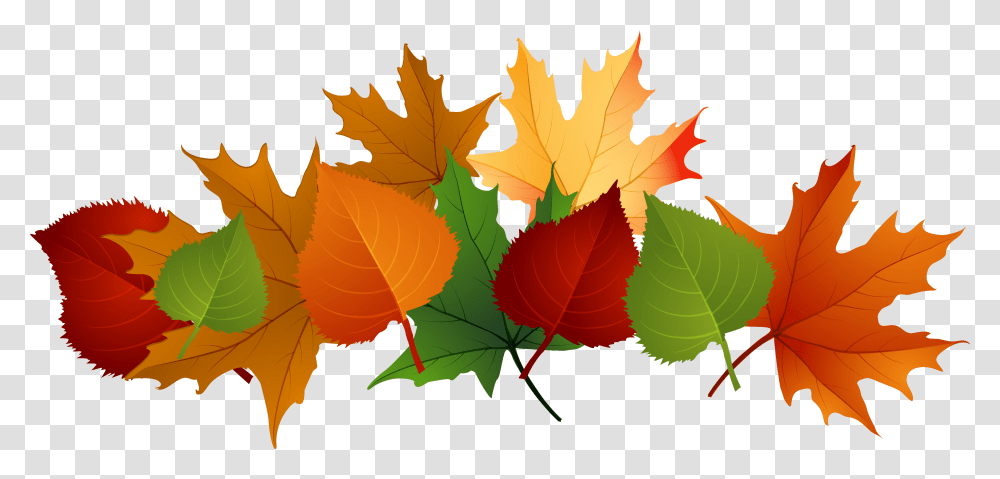 Fall Leaves Clipart, Leaf, Plant, Tree, Maple Leaf Transparent Png