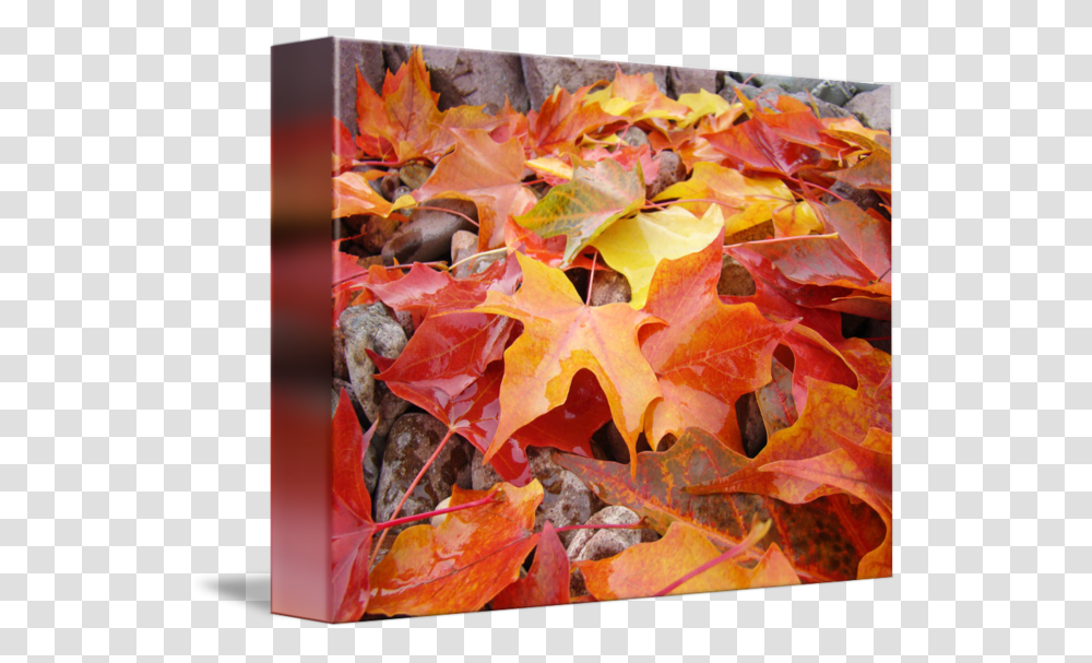 Fall Leaves Falling Maple Leaf, Plant, Tree, Painting Transparent Png