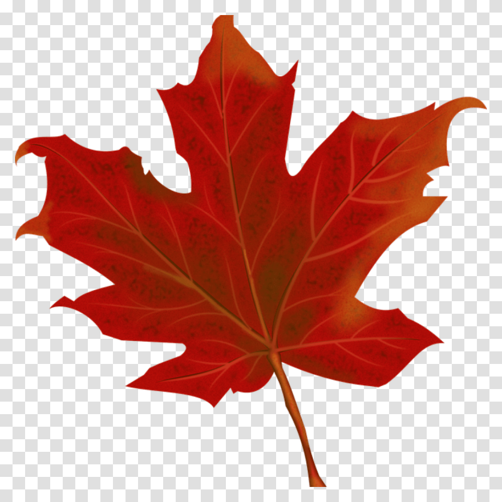 Fall Leaves Graphic Leaf Autumn Leaves Free Vector, Plant, Tree, Maple, Maple Leaf Transparent Png