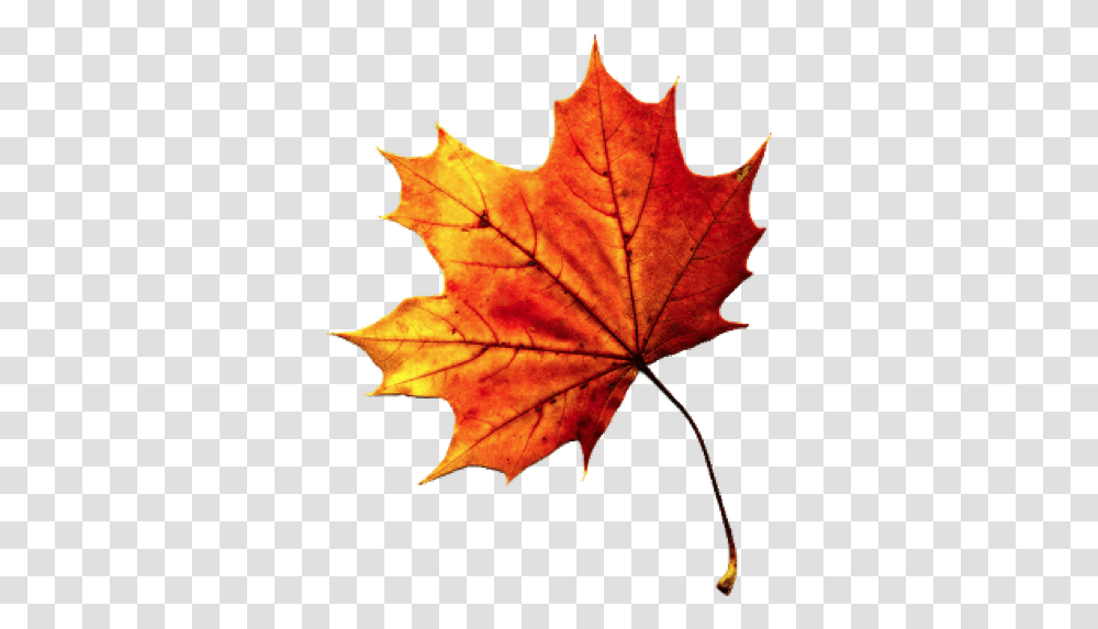 Fall Leaves Images 1 Image Background Fall Leaf, Plant, Tree, Maple, Maple Leaf Transparent Png