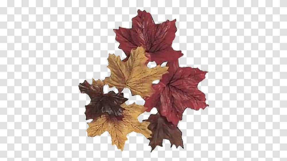 Fall Leaves Leaf Autumn Windy Cold Breeze Plant Stem Maple Leaf, Tree Transparent Png