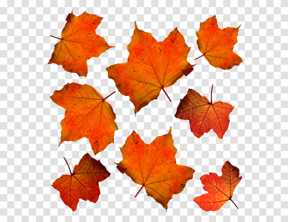 Fall Leaves Leaf Free Photo On Pixabay Fall Orange Leaves, Plant, Tree, Maple, Veins Transparent Png
