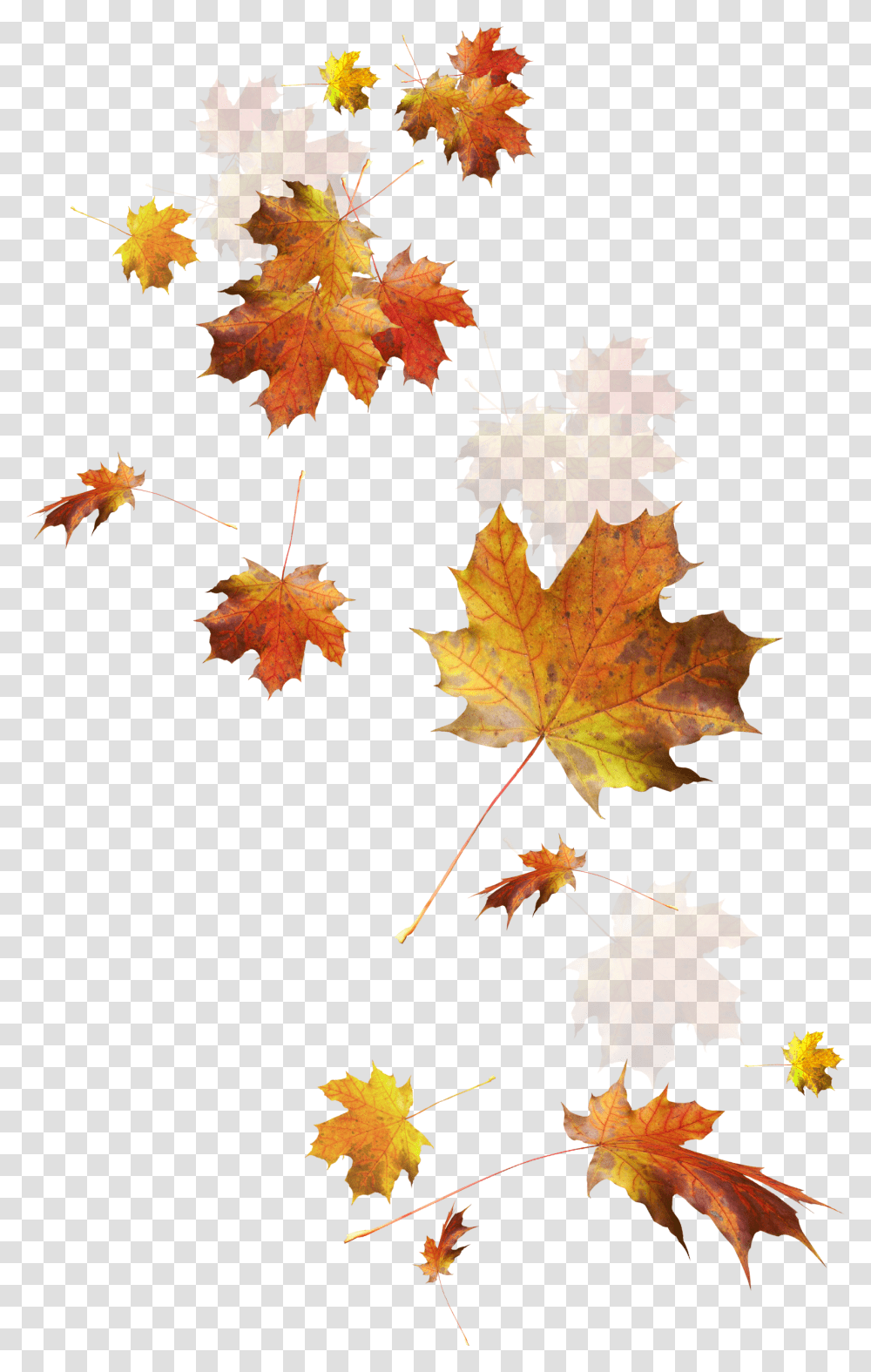Fall Leaves, Leaf, Plant, Collage, Poster Transparent Png