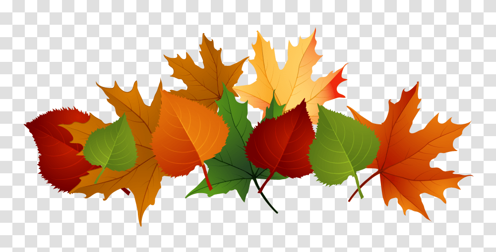Fall Leaves, Leaf, Plant, Maple Leaf, Tree Transparent Png