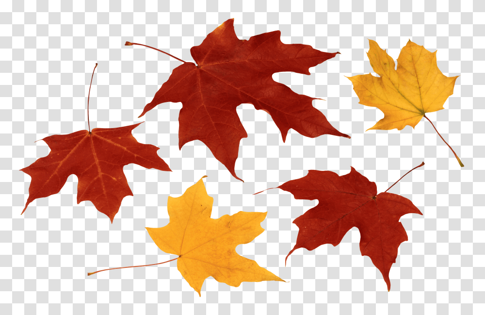 Fall Leaves, Leaf, Plant, Maple, Tree Transparent Png