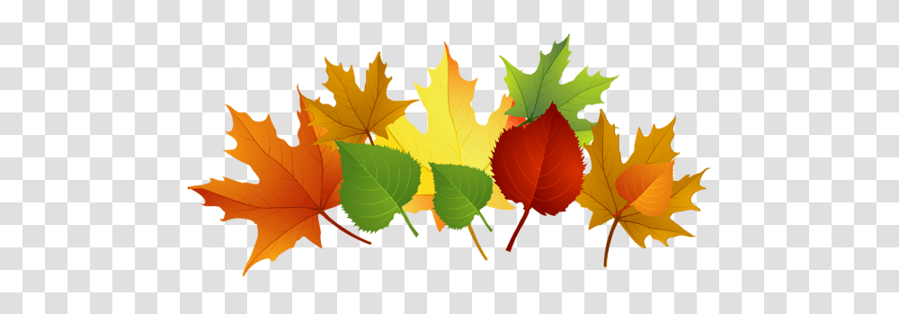 Fall Leaves, Leaf, Plant, Tree, Maple Leaf Transparent Png