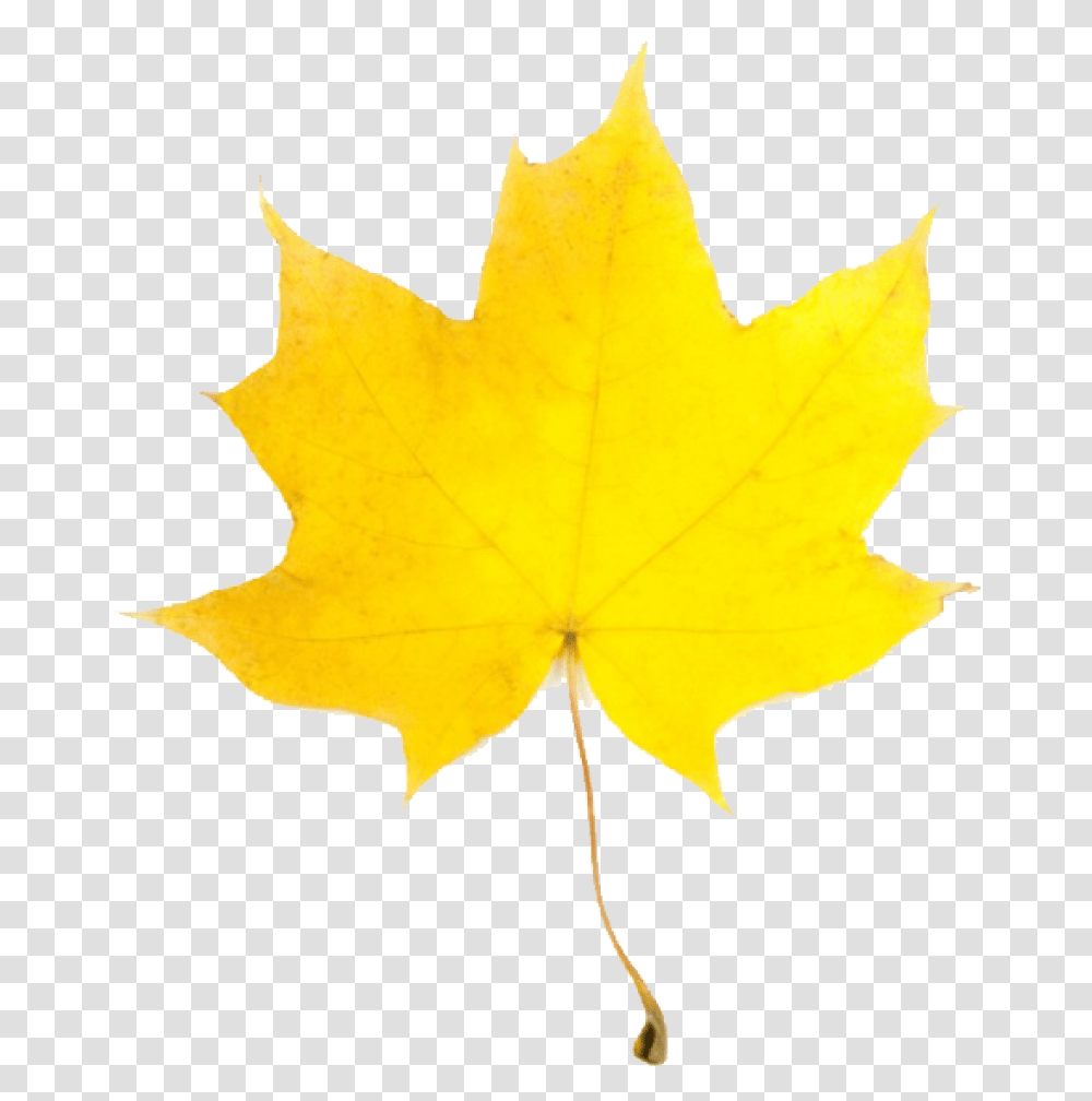 Fall Leaves Leaves Pumpkin Leaf Clip Art Free Clipart Fall Leaves Clip Art, Plant, Tree, Maple Leaf, Person Transparent Png