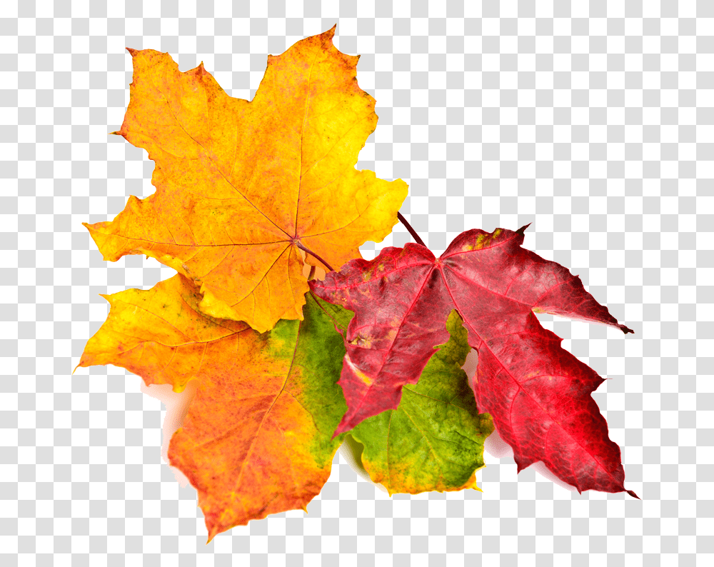 Fall Leaves Maple Leaf, Plant, Tree Transparent Png